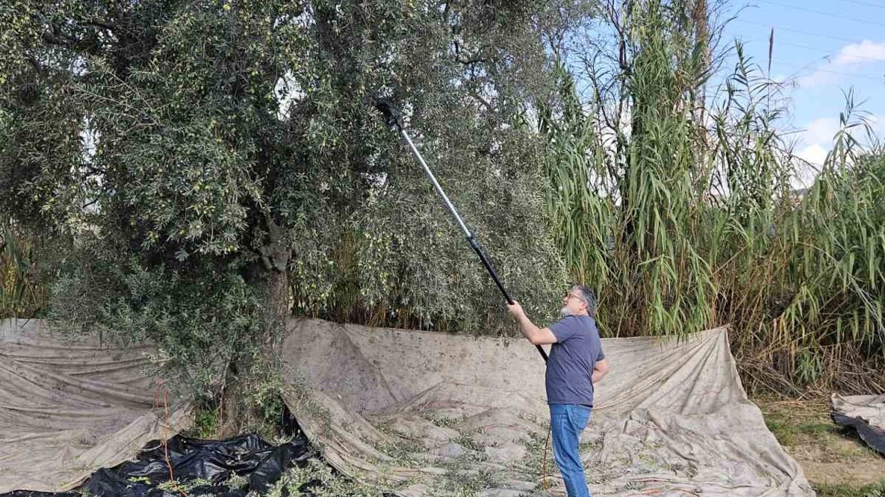Aydın’da yağışların ardından zeytin hasadı başladı