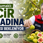 Bakan Yumaklı’nın incir hasadına katılması bekleniyor