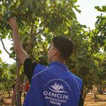 Germencik'te gönüllü gençler incir hasadına katıldı