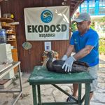 Nadir görülen karaleylek Sazlı'da yaralı halde bulundu