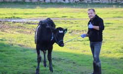 Aydın’da yürütülen 'Dişi sperma' projesi hayvancılığa can veriyor