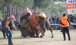 Başkan Güler’den deve güreşine davet