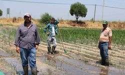 Gençlerin masa başı iş sevdası Türk tarımına alarm verdiriyor