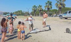 Kuşadası’nda ölü yunus sahile vurdu