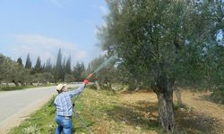 Zeytinde Halkalı Leke Hastalığı riski yüksek seviyeye ulaştı