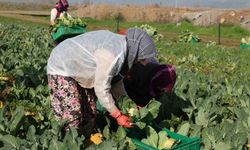 Efeler Belediyesi’nin karnabaharları hasat edildi