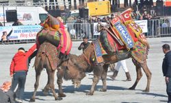 Efeler'de deve güreşi festivali coşkusu