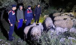 Kaybolan küçükbaş hayvanları jandarma buldu