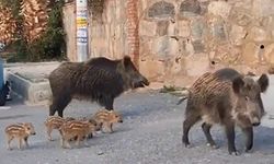 Doğa koruma ekipleri yaban domuzları için harekete geçti
