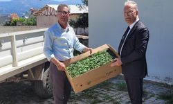 Karacasu’da domates fideleri üreticilere teslim edildi