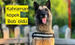 Kahraman köpek ’Bob’ öldü