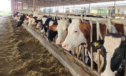 Aydın’da Şap Alarmı: 3 İlçede 27 Mahalle Karantinaya Alındı