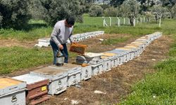 Aydın'da çam ormanlarına arıcılar alınmayacak