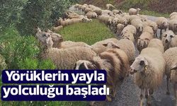 Aydın’da Yörüklerin yayla yolculuğu başladı