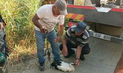 Ayağına ip dolanan leyleği vatandaşların dikkati kurtardı
