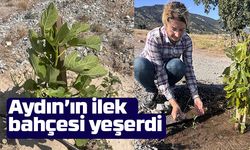 Aydın’ın ilek bahçesi yeşerdi