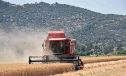 Çiftçilerden hayvan üreticilerine kritik uyarı: "Elinizi Çabuk Tutun"