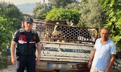 Hayvan hırsızı, jandarmadan kaçamadı