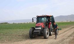Kuraklık nedeniyle üretici mısıra yöneldi