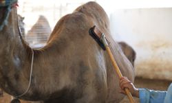 Pehlivan develer yağlanmaya başladı