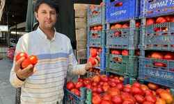 Tarla domatesi çıktı kilosu 30 TL