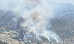 Yangında zarar gören zeytinliklerde incelemeler başladı