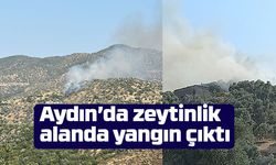 Aydın’da zeytinlik alanda yangın çıktı