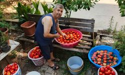 Aydın’da salça yapım telaşı başladı