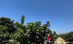 Buharkent’te incirlerde pestisit analizi devam ediyor
