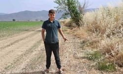 Ege’de domuz sorunu artarak devam ediyor