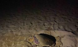EKODOSD’tan Caretta Caretta uyarısı