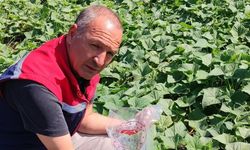Hasat öncesi salatalık pestisit kontrolü yapıldı