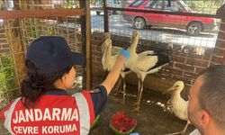 Jandarma yaralı leyleği veterinere ulaştırdı