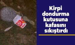 Kirpi dondurma kutusuna kafasını sıkıştırdı