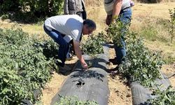Kuyucak Tarım Müdürlüğü’nden üreticiye zararlı uyarısı