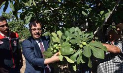 Vali Canbolat incir hasadına katıldı