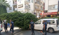 Aydın’da ağaç aracın üstüne devrildi