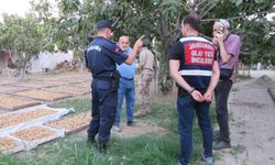 Germencik’te incir hırsızlığına karşı jandarmadan sıkı denetim
