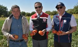 TAKE Projesi Kapsamında Domates Hasadı Başladı