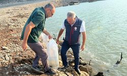 Kemer Barajı’na 600 bin adet sazan yavrusu bırakıldı