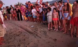 Kuşadası’nda koruma altındaki yuvadan ilk yavrular denize ulaştı