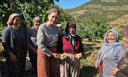 Nazilli Kaymakamı Kan, incir hasadına katıldı
