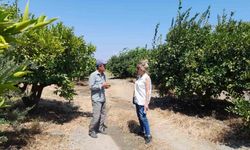 Söke’de narenciye bahçeleri kontrol edildi
