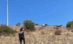 Yaban hayatın son sığınağında jandarmadan denetim