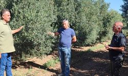 Zeytin bahçelerinde zararlı kontrolleri yapıldı