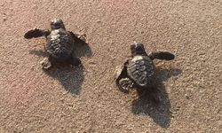 Caretta carettalar denizle buluştu