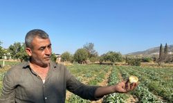 Aydın’ın tescilli ürününü enginarın kaymağını başkaları yiyor