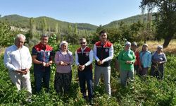 Bozdoğan’da turşuluk biber hasadı gerçekleştirildi