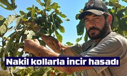 Nakil kollarla incir hasadı