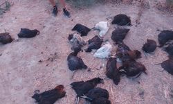 İncirliova'da kümese giren sokak köpekleri 25 tavuk telef etti